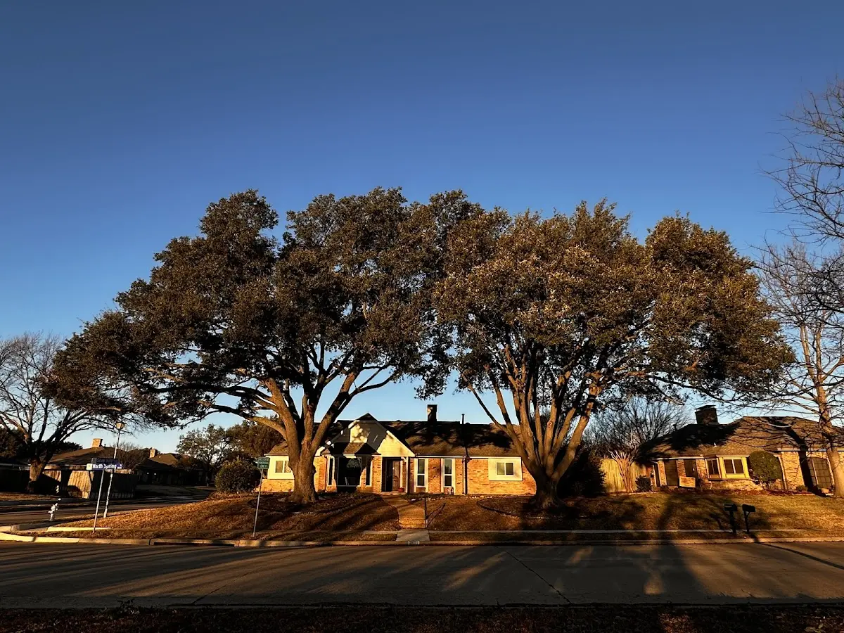 Established residential canopy tree shading a home in Boulder Creek
